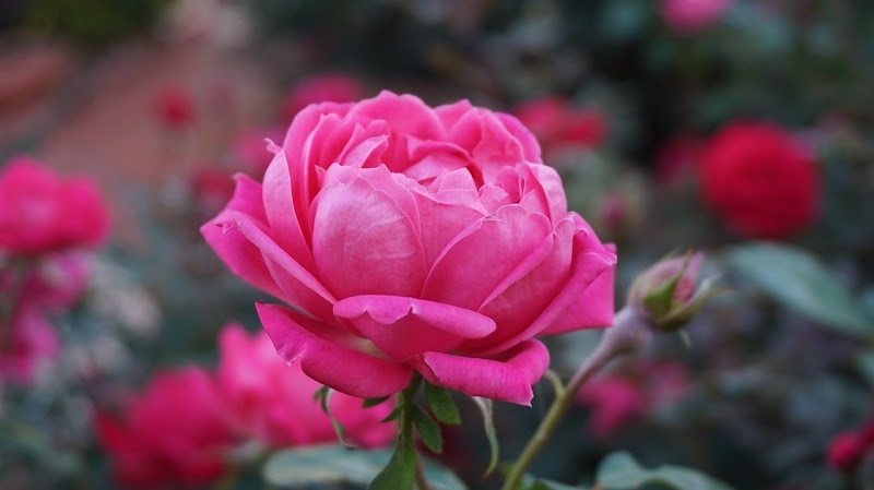 Jane's Creative Flowers LLC florist in Newport SC